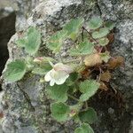 Asarina procumbens Habitat