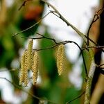 Corylus avellana ᱛᱟᱦᱮᱸ