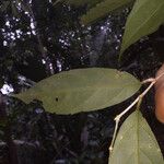 Leonia glycycarpa Blatt