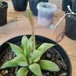 Haworthia turgida Leaf