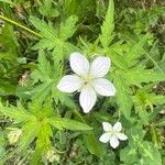 Geranium richardsoniiപുഷ്പം