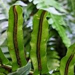 Blechnum australe Φρούτο