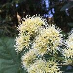 Caldcluvia paniculata 花