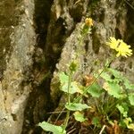 Hieracium amplexicaule Floro
