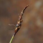 Carex rupestris Fruit