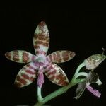 Phalaenopsis mariae Kvet