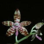Phalaenopsis mariae Flor