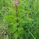 Eutrochium maculatum Habit