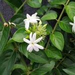 Jasminum multiflorum പുഷ്പം