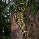 Oncidium lineoligerum Hoditra