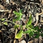 Agastache mexicana Ліст