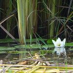 Nymphaea lotus Квітка