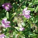 Veronica fruticulosa Flower