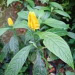 Pachystachys lutea Flower