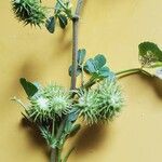 Medicago murex Fruto