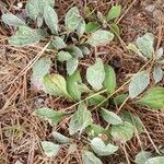 Antennaria plantaginifolia Leaf