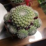 Rebutia minuscula Лист