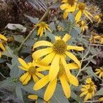 Rudbeckia laciniata Floare