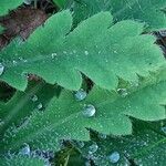 Papaver atlanticum ഇല