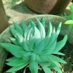 Dudleya edulis Yaprak