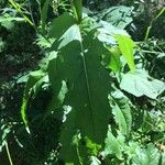 Erechtites hieraciifolius Leaf