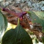 Loranthus europaeus Blad