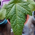 Hibiscus cannabinus Leaf