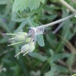 Erodium laciniatum Frukto