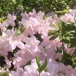 Rhododendron schlippenbachii Květ