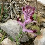 Fumaria barnolae Fula