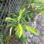 Franklinia alatamaha Leaf