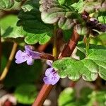 Glechoma hederacea Blatt