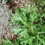 Artemisia absinthiumLeht