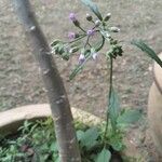 Cyanthillium cinereum Květ