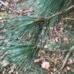 Pinus peuce Листок