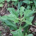 Neurolaena lobata Leaf