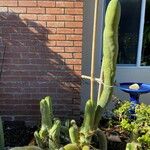 Echinopsis lageniformis Hoja