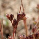 Juncus capitatus Плід