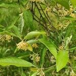 Elaeagnus multiflora 叶