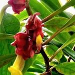 Drymonia coccinea Flower