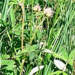 Comarum palustre Habit