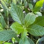 Clethra alnifolia Hoja