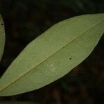 Anaxagorea dolichocarpa Leaf