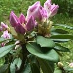 Rhododendron spp. Květ