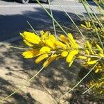 Acacia doratoxylon Blüte