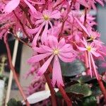 Saxifraga stolonifera Blomst