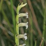 Spiranthes aestivalis Leaf