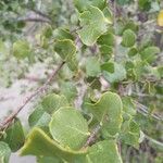 Quillaja saponaria Leaf