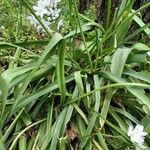 Allium polyanthum Leaf