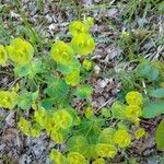 Euphorbia biumbellata Feuille